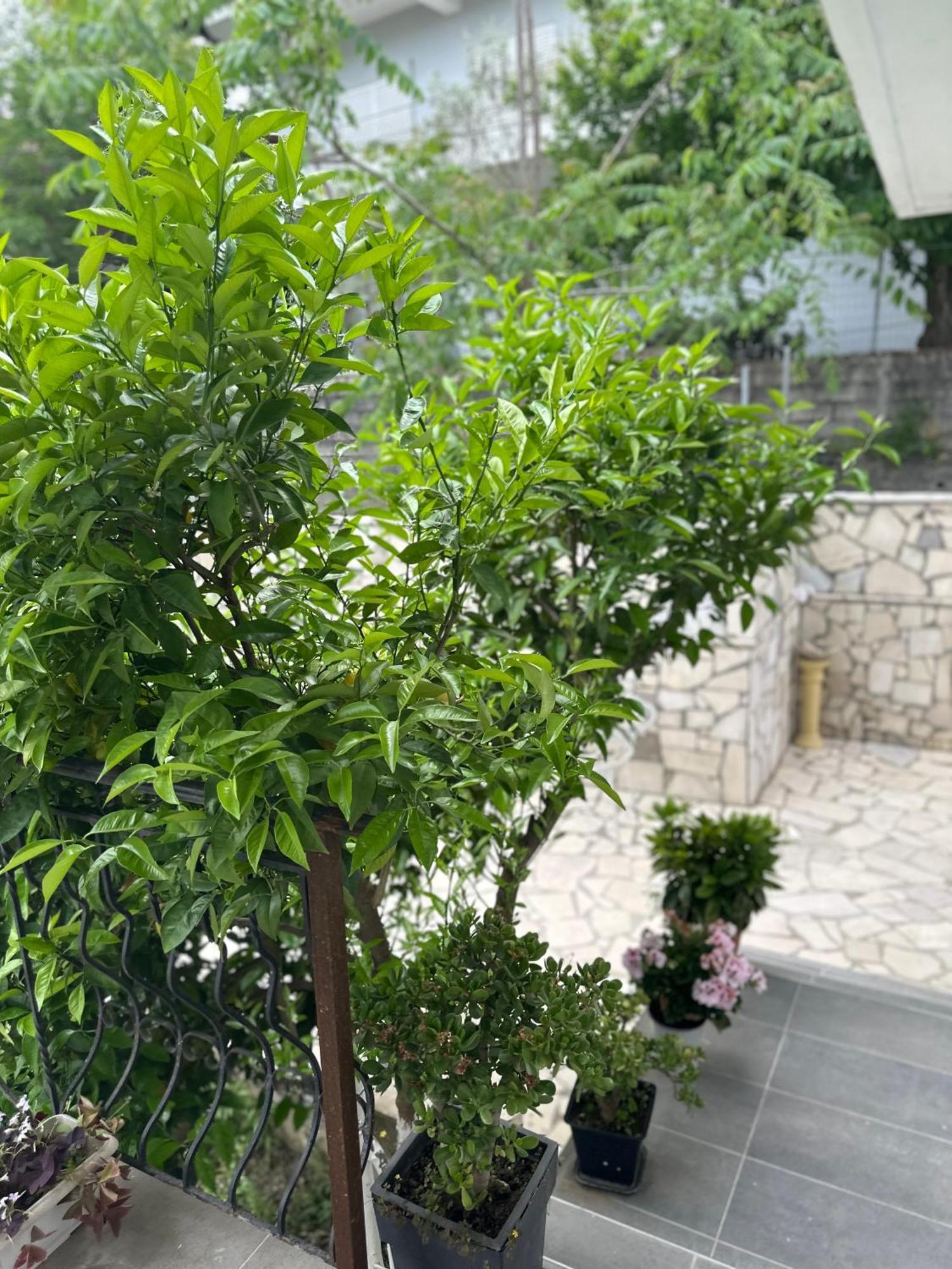 Villa Braho Gjirokaster Ngoại thất bức ảnh